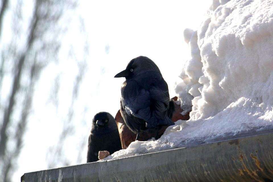 185685_567350526611741_663397827_n