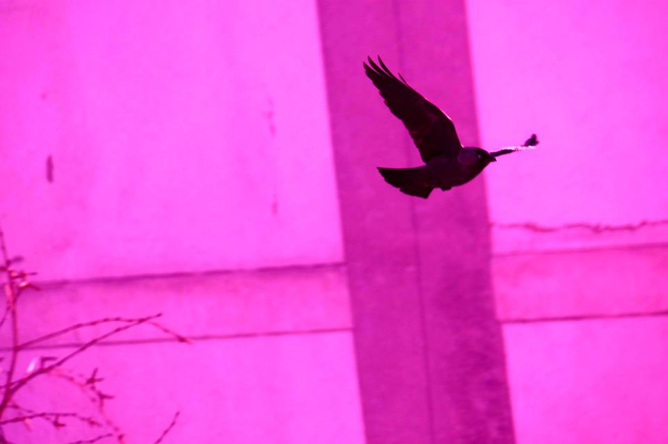 320938_567350726611721_369714402_n